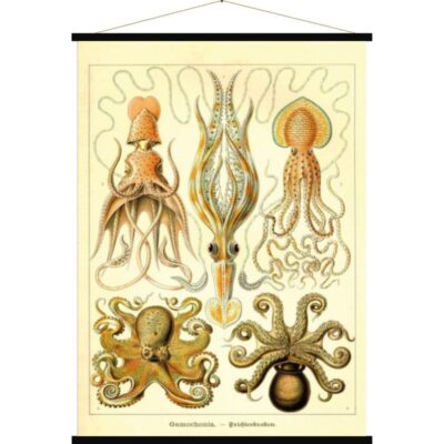 affiche vintage en tissu comme a l'ecole molusques