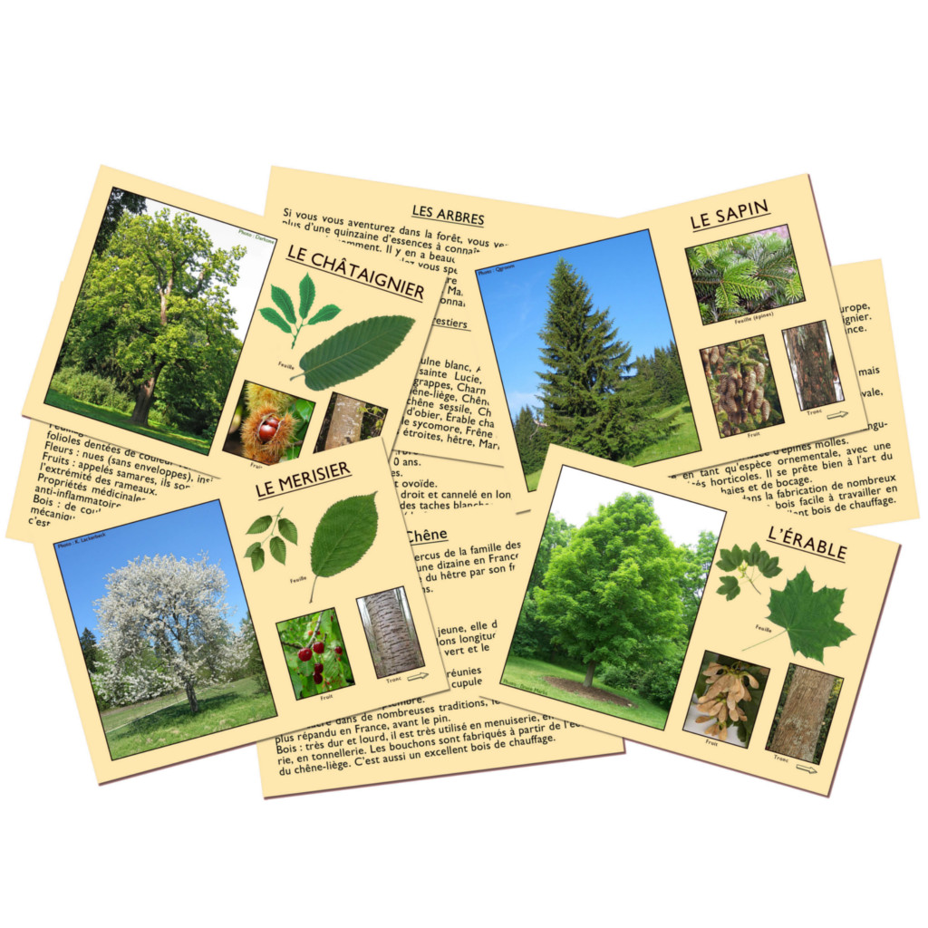 J'Apprends à Reconnaître les Arbres – Image 2