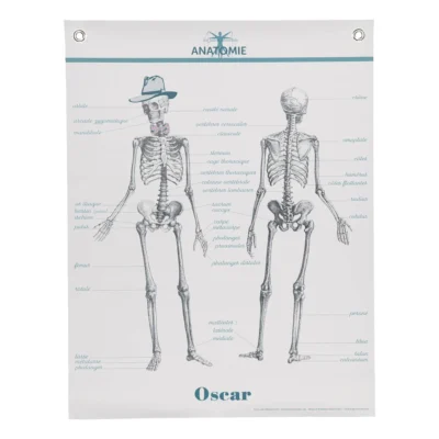 Affiche Murale Scolaire « Anatomie »