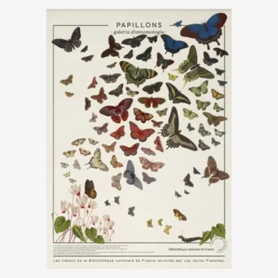 Affiche Murale Scolaire « Papillons - Galerie d'entomologie »
