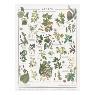 Affiche Murale Scolaire « Arbres - Galerie de botanique »