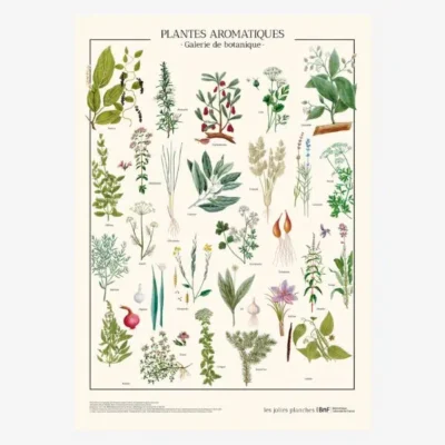 Affiche Murale Scolaire « Plantes aromatiques »