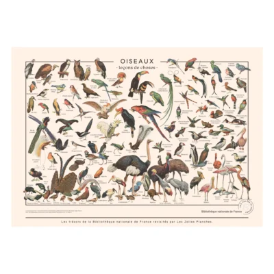 Affiche Murale Scolaire « Oiseaux - Leçons de choses »